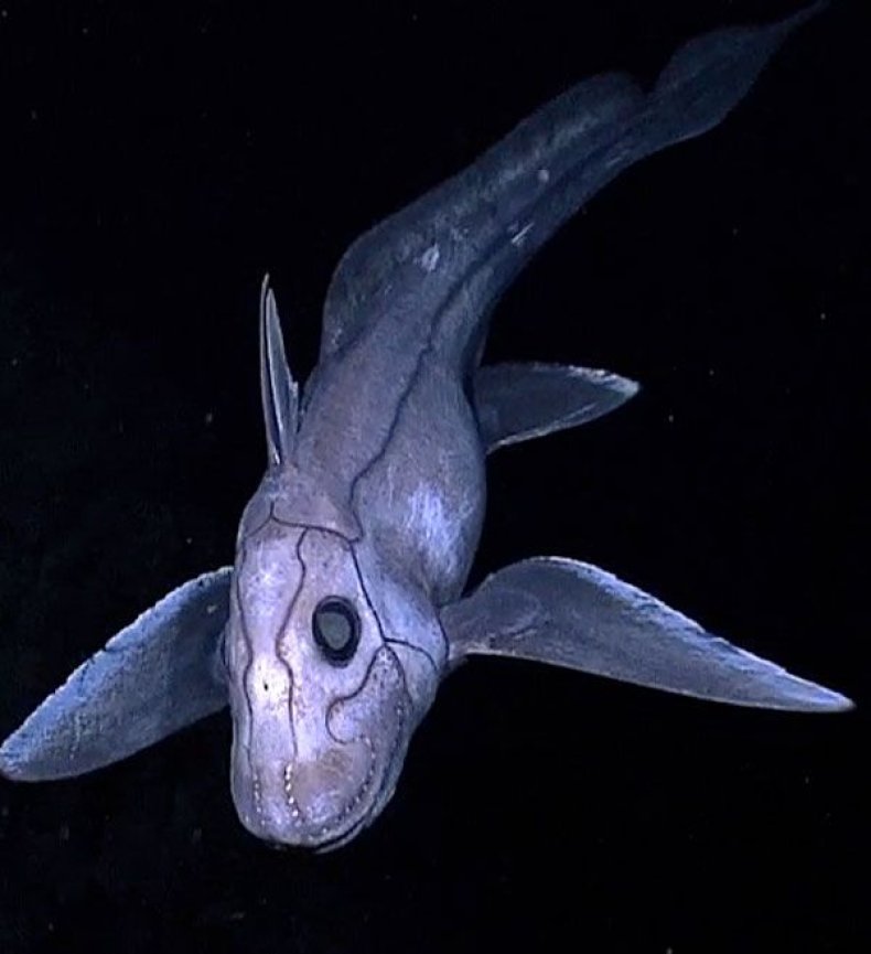 Deep_sea_chimaera