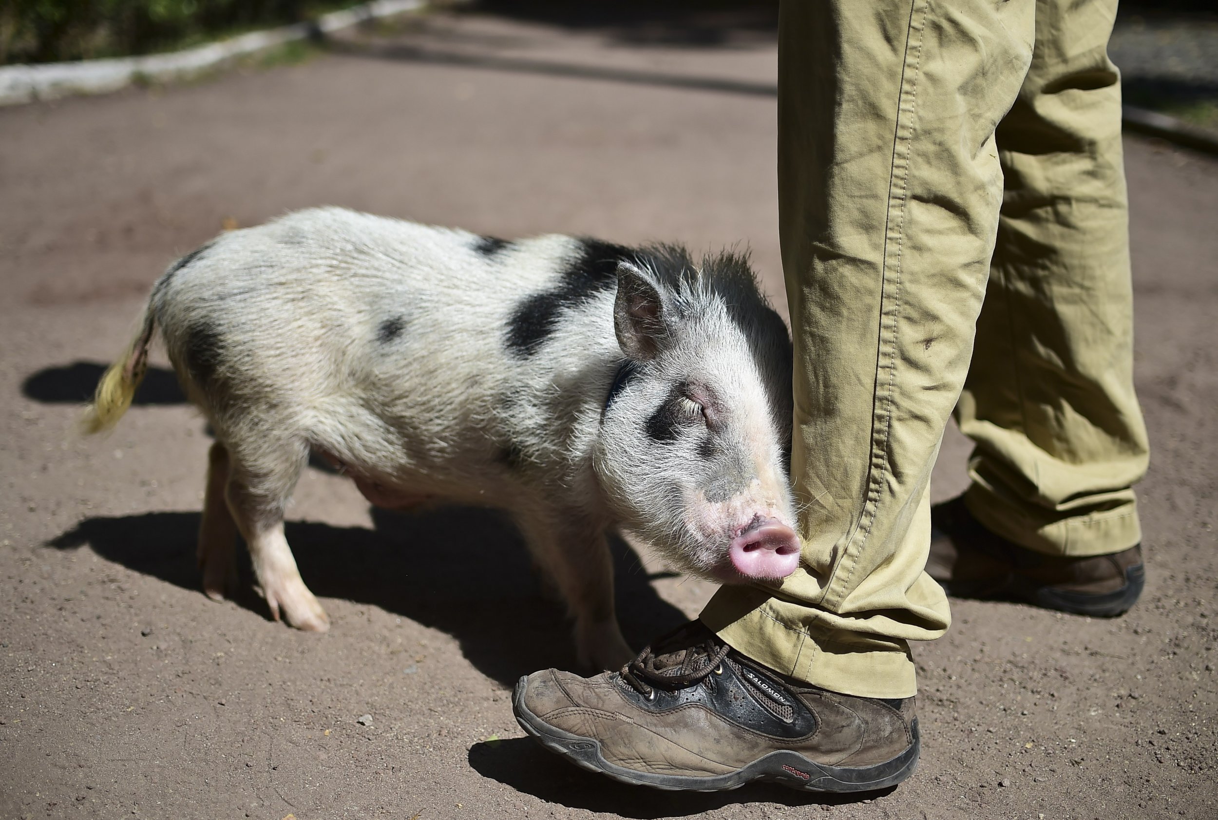 Man fights town to keep potbellied pig as his emotional support animal