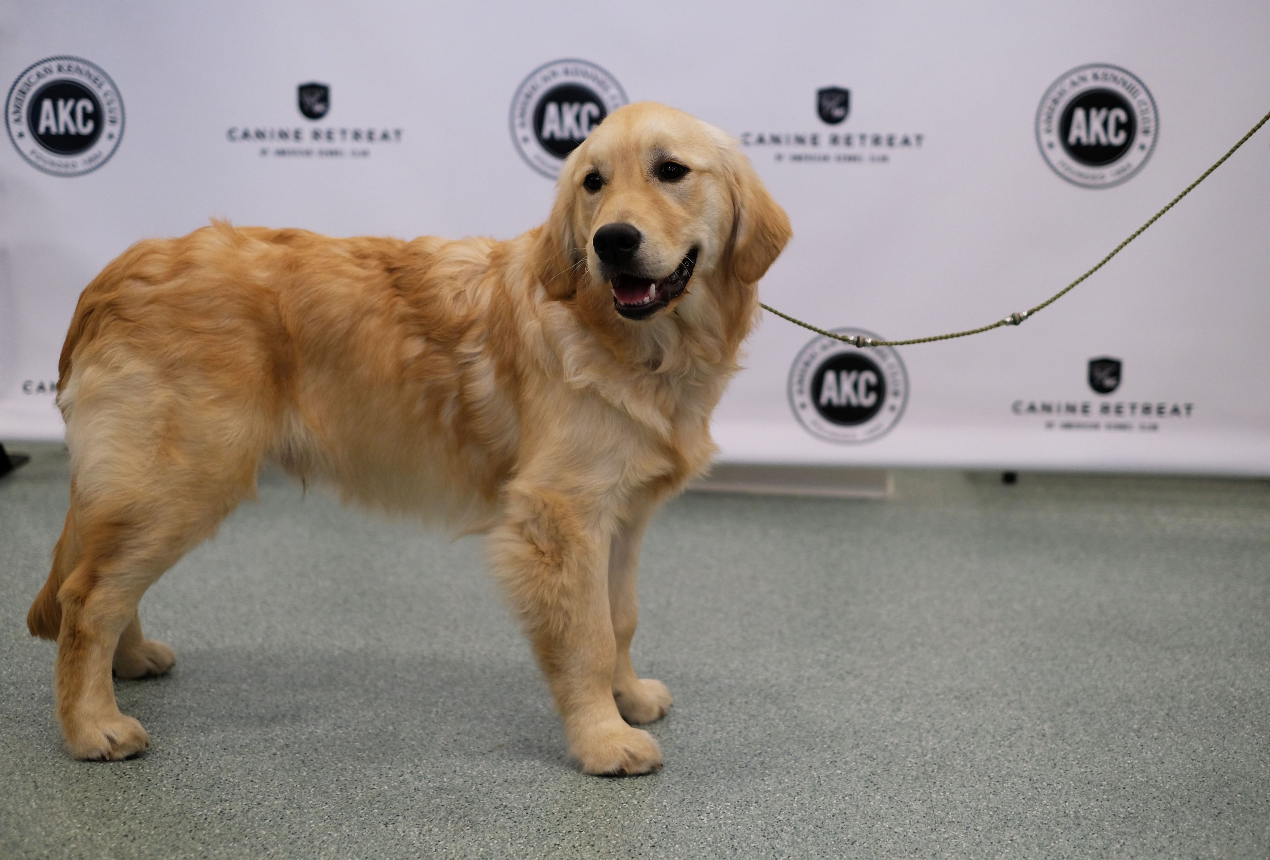 Golden retriever outlet heart disease