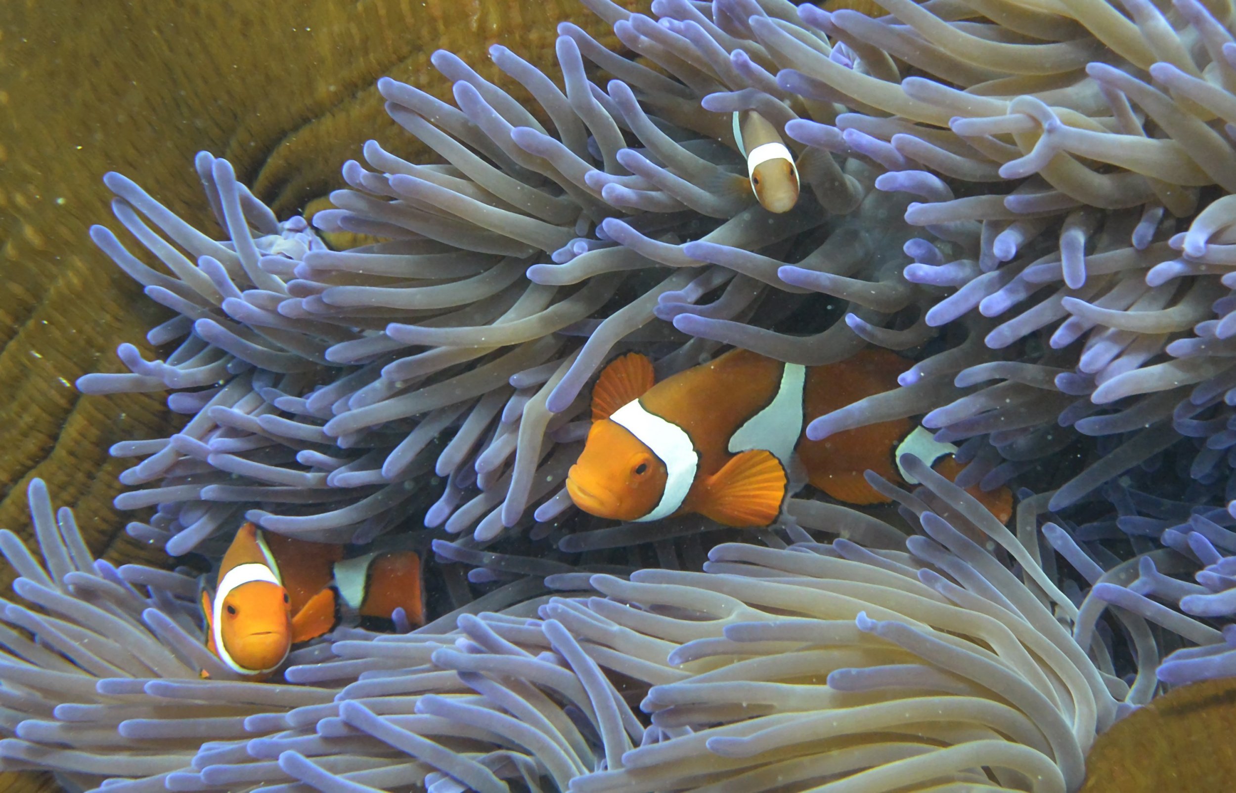 pacific ocean underwater animals