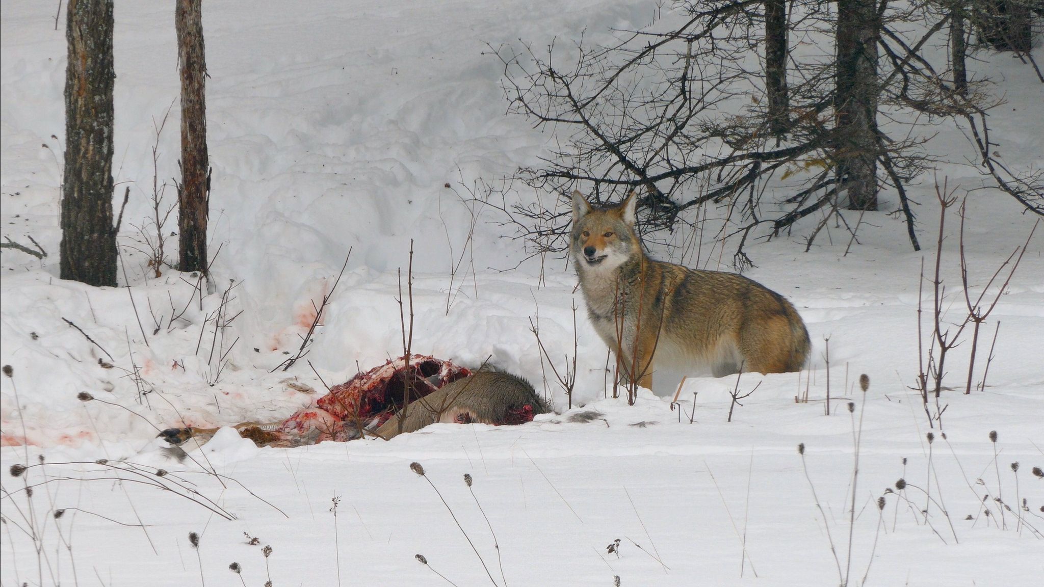 what does coyotes will hybridize dogs