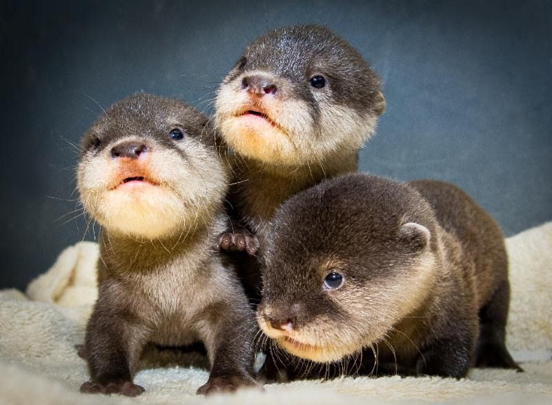 Cute Pictures of Baby Otters at Cleveland Zoo Go Viral - Newsweek