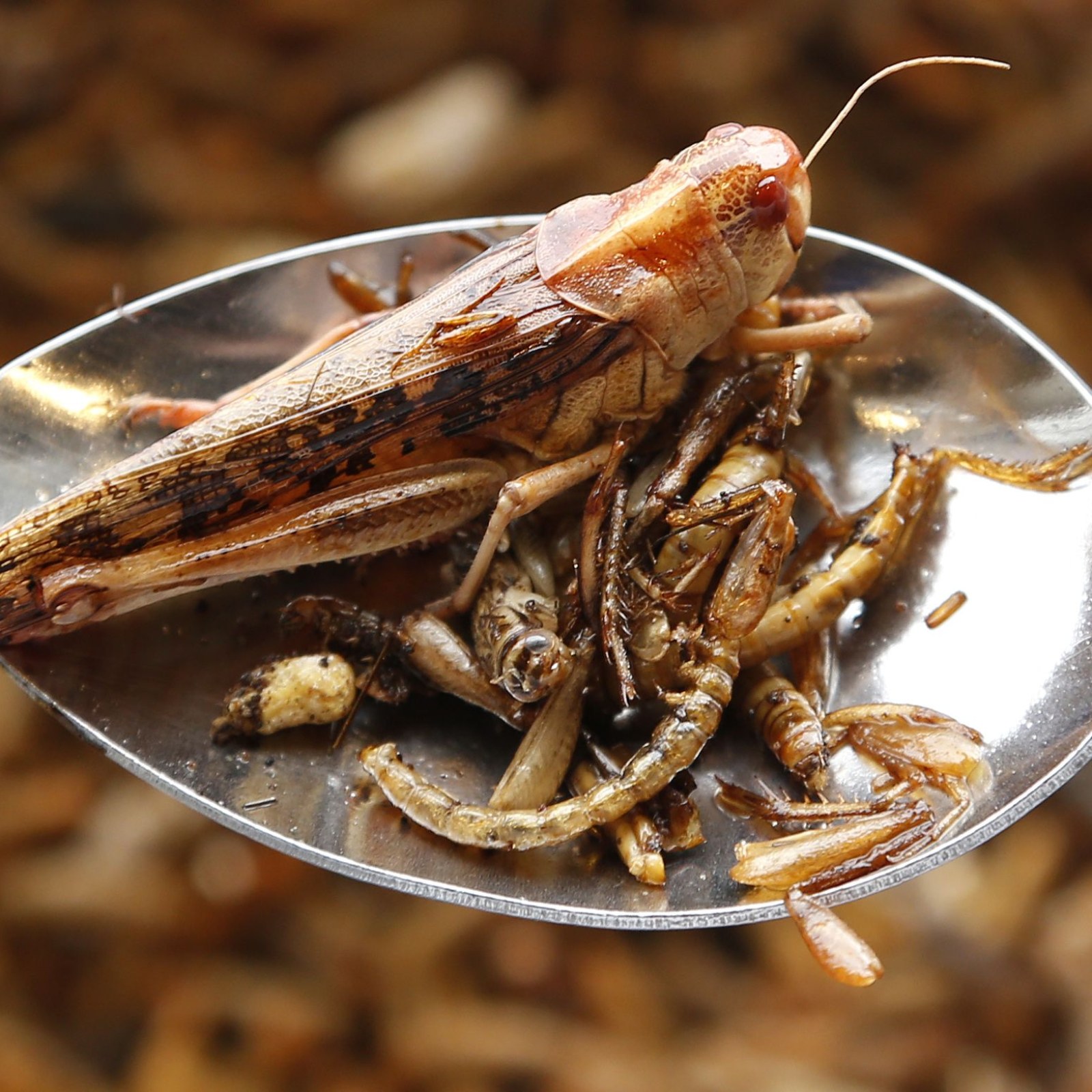 Bugs Instead of Turkey? Why Insects Make a Perfect Thanksgiving Dish and  How to Cook Them