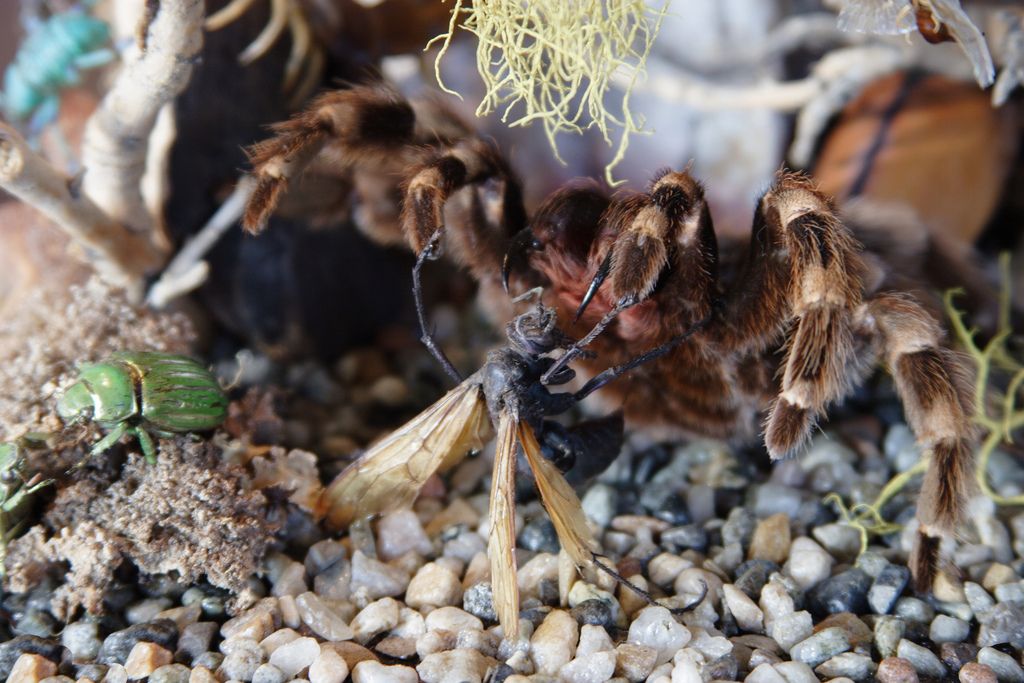 tarantula parazita