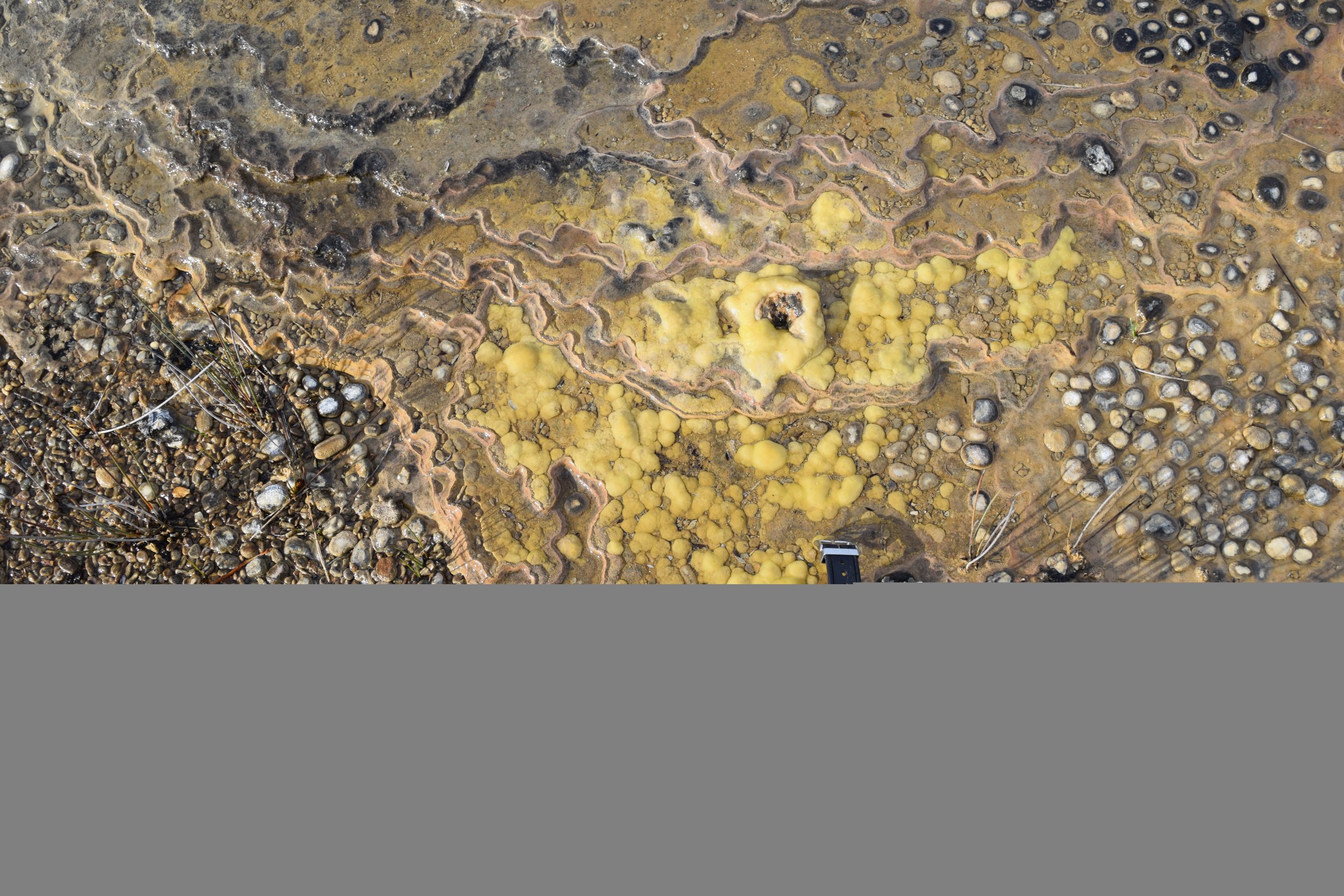 stromatolites and watch 