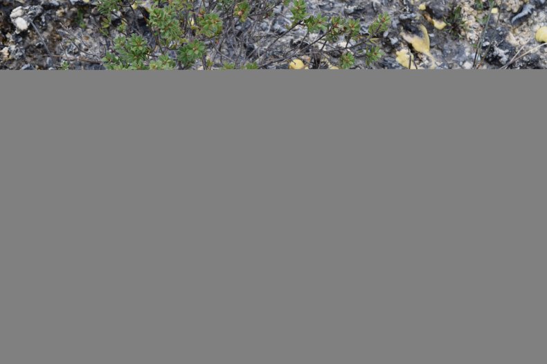 stromatolites