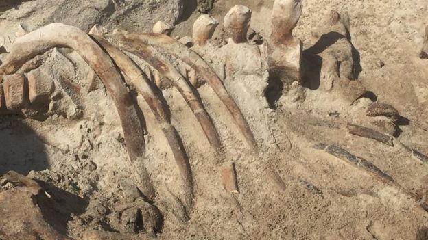 Scotland Whale Bone Mystery: Were They Beached or Forced Onto Shore ...