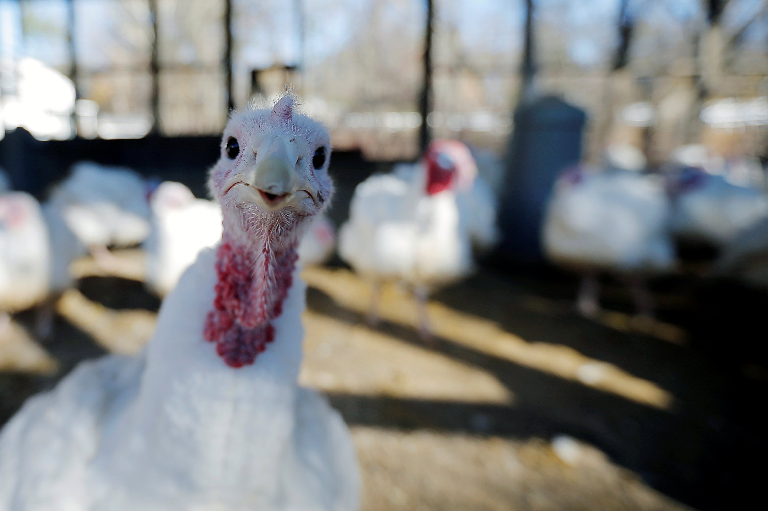 This Is Your Brain On Thanksgiving Turkey - 