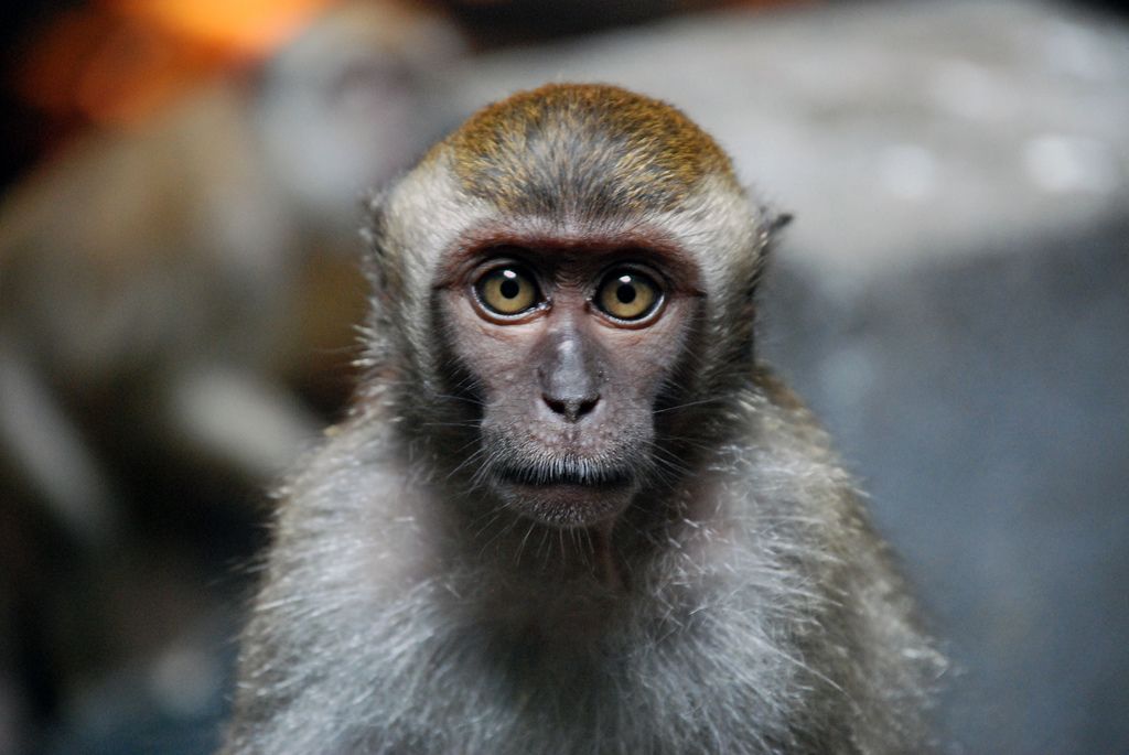 Macaque 