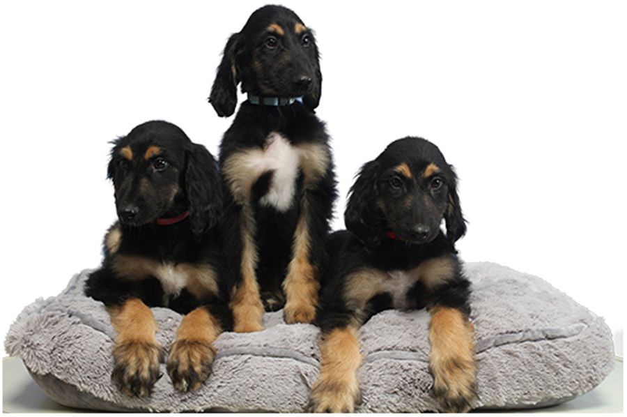 world-s-first-cloned-dog-used-to-make-more-cloned-dogs-so-scientists