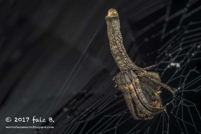 phallicpolytus