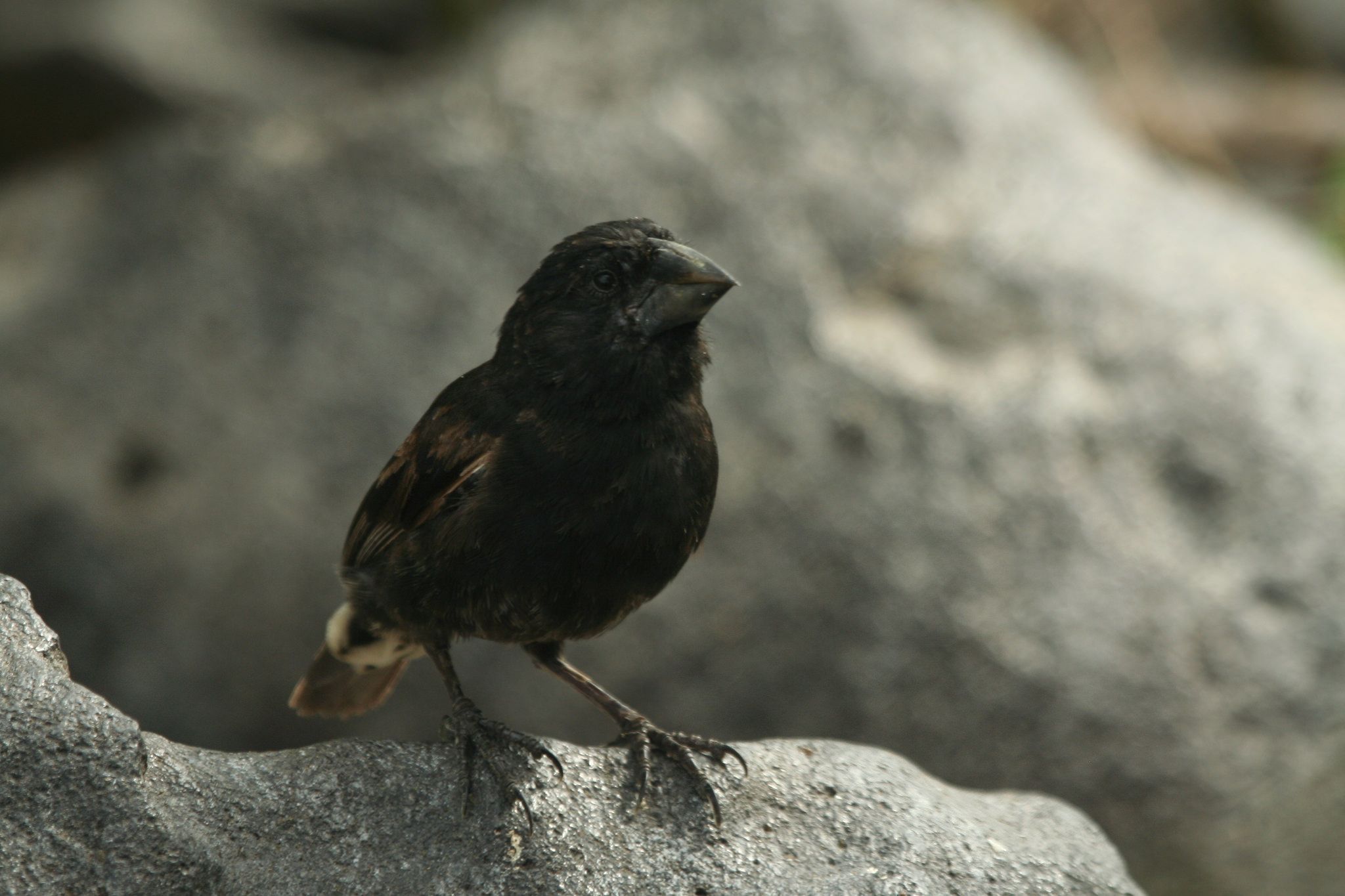 Large_Cactus_Finch