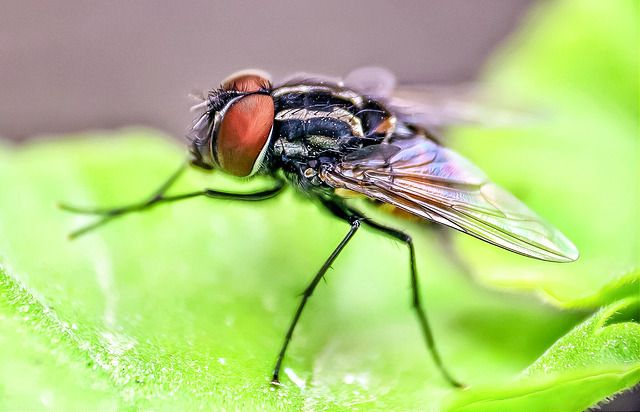 Housefly