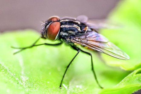 Get Rid of Disgusting Flies