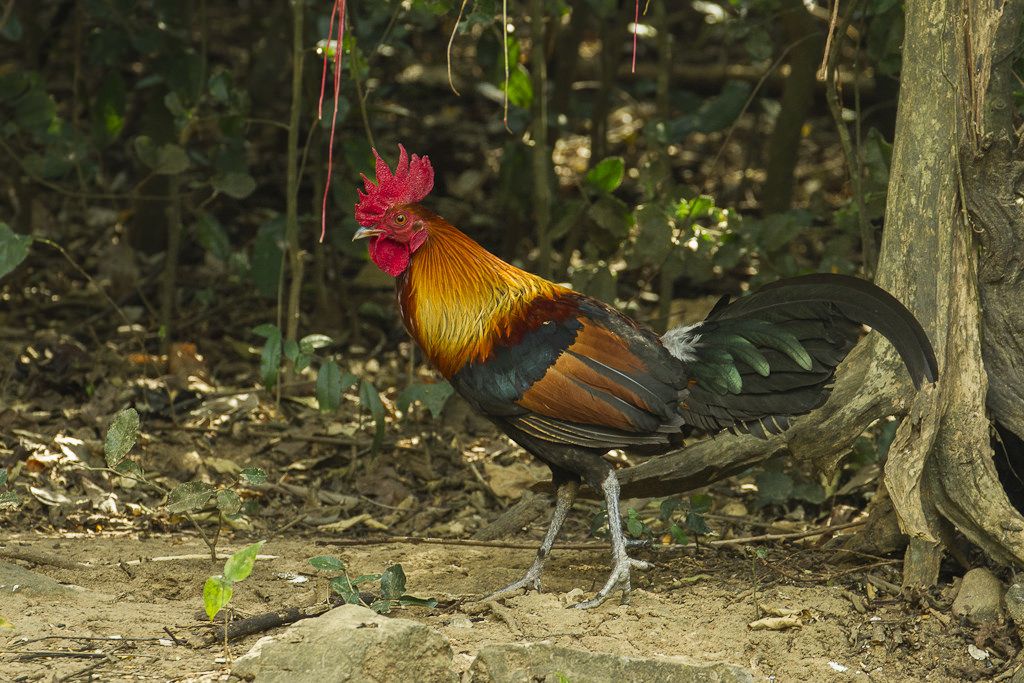 RedJunglefowl