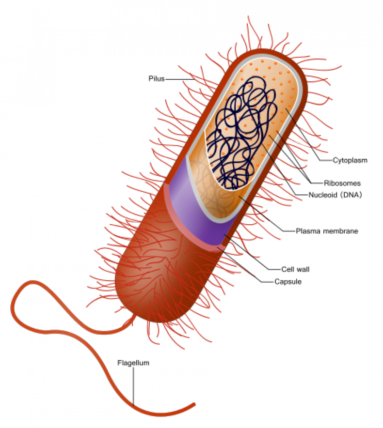 Prokaryote_cell