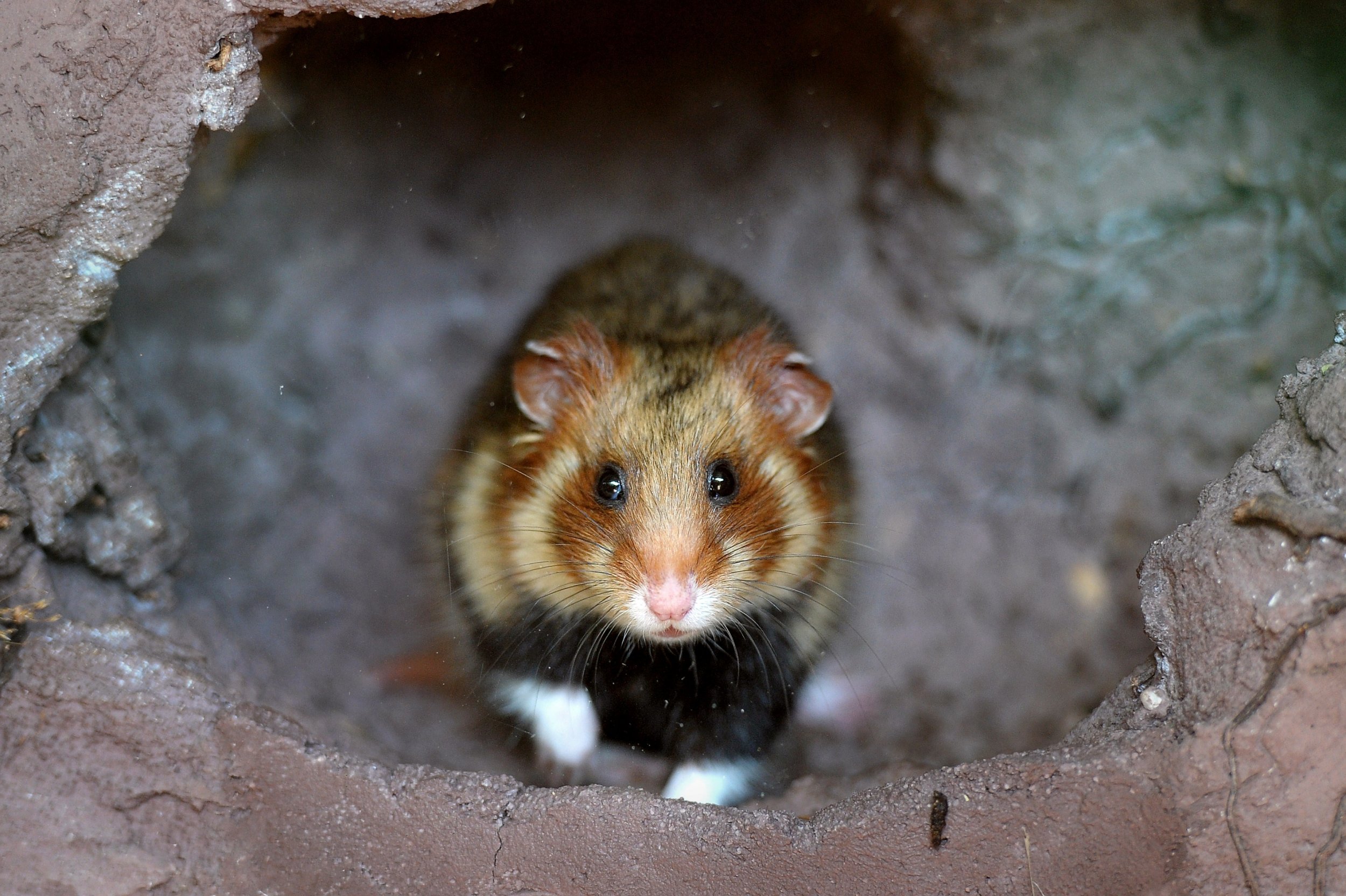 What Animals Commonly Eat Hamsters in the Wild?