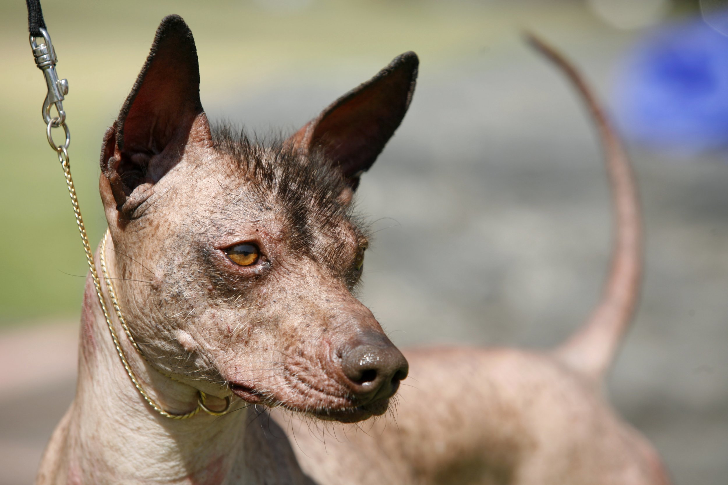 hairless dog breeds