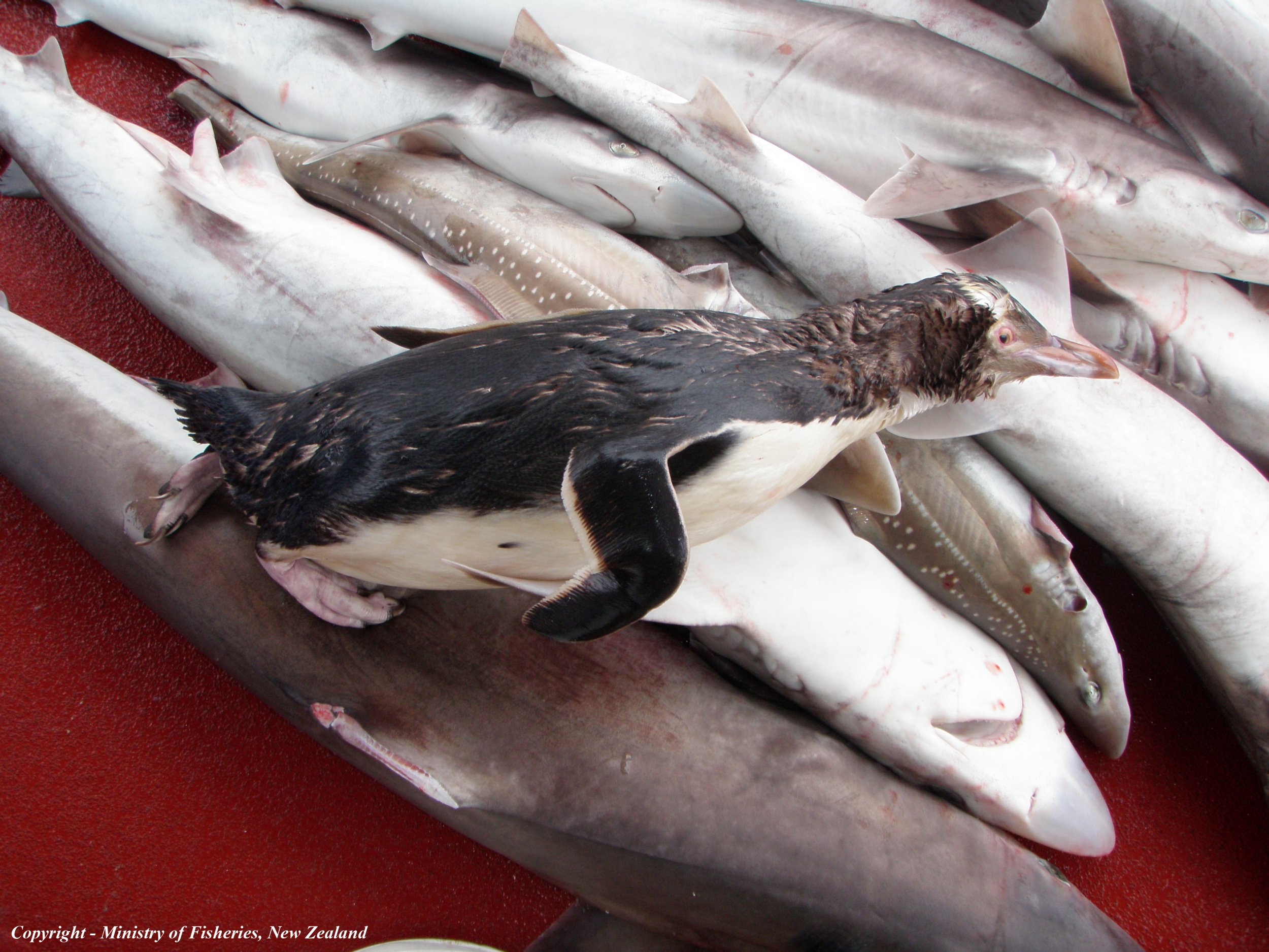 Stunning Yellow Eyed Penguins Already Endangered Are Being Images, Photos, Reviews