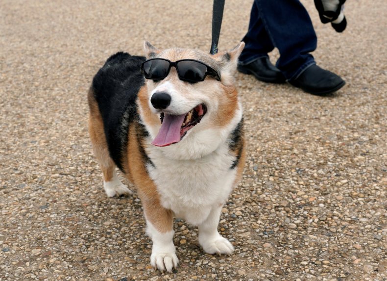 11_27_Corgis_Cool