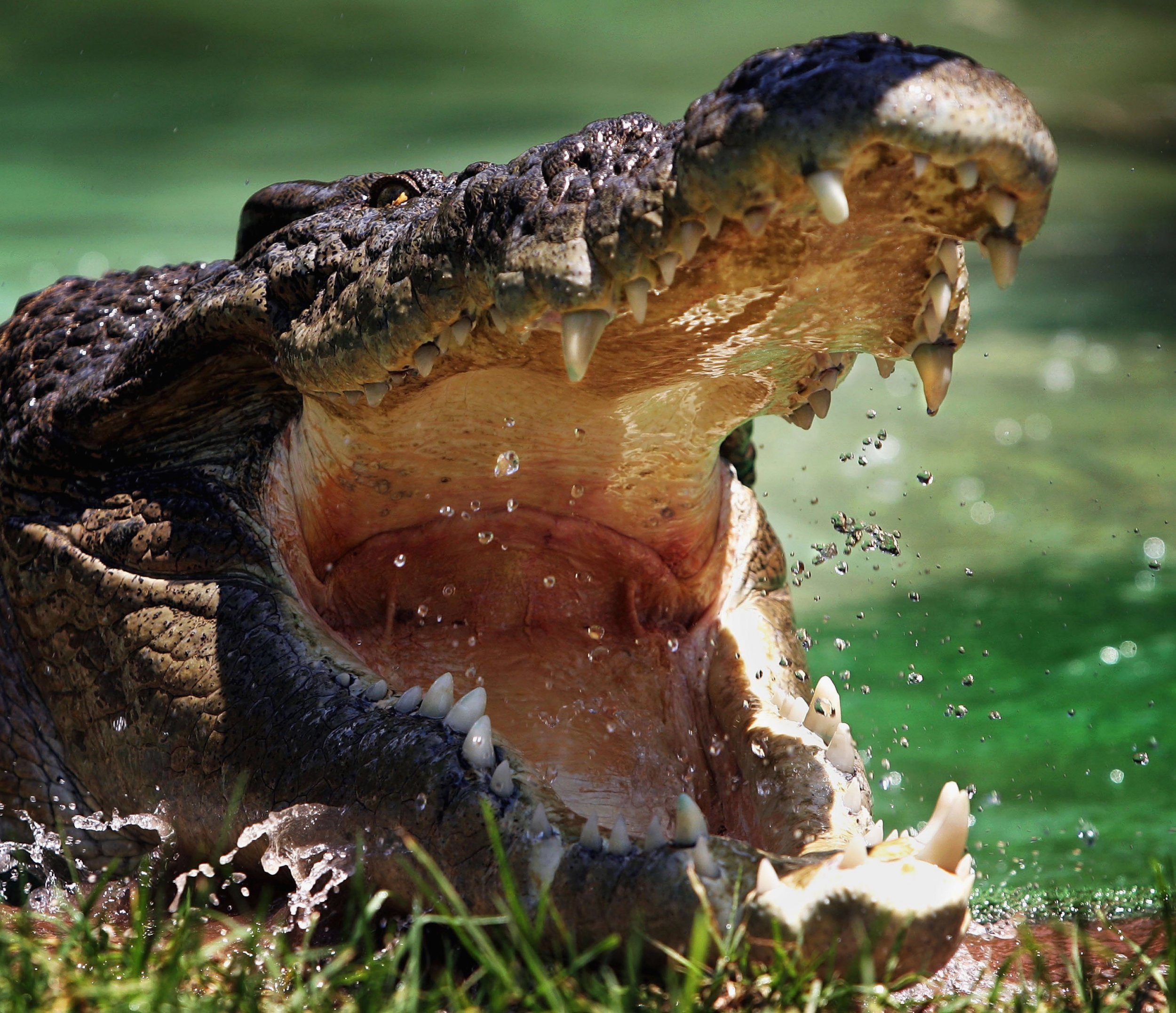 crocodile attack human video