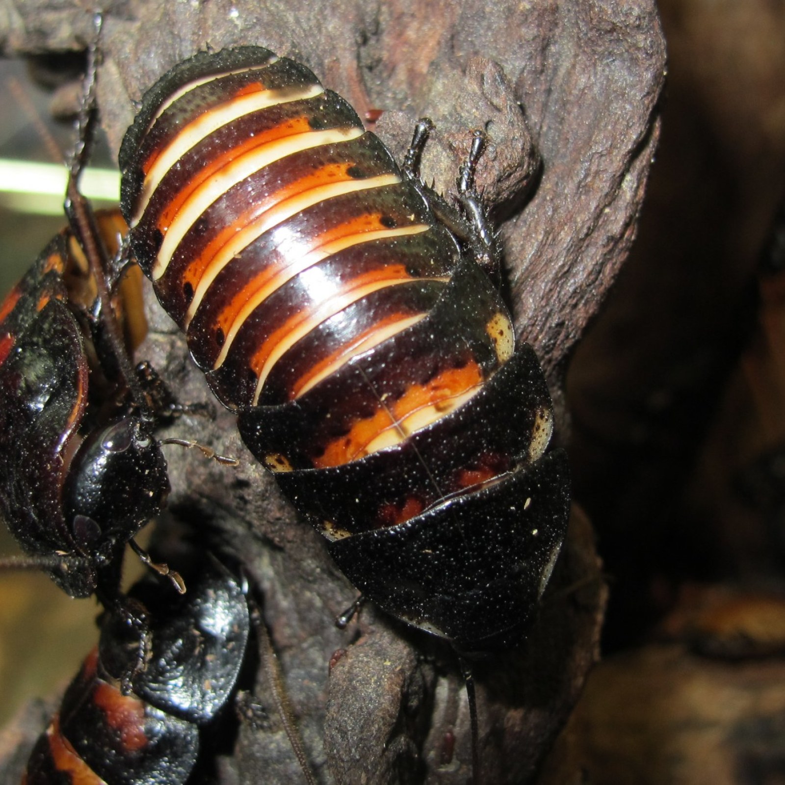 Best Pet for Children: Why Madagascar Hissing Cockroaches Are Ideal