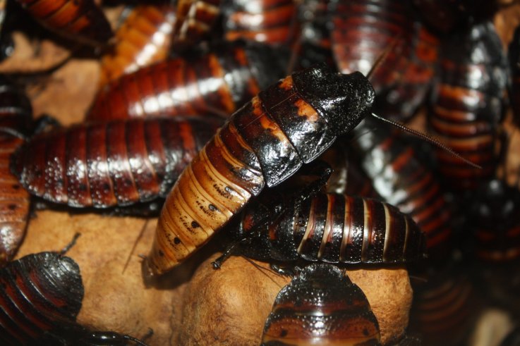 HissingCockroach_GromphadorhinaPortentosa1 HissingCockroach_GromphadorhinaPortentosa1