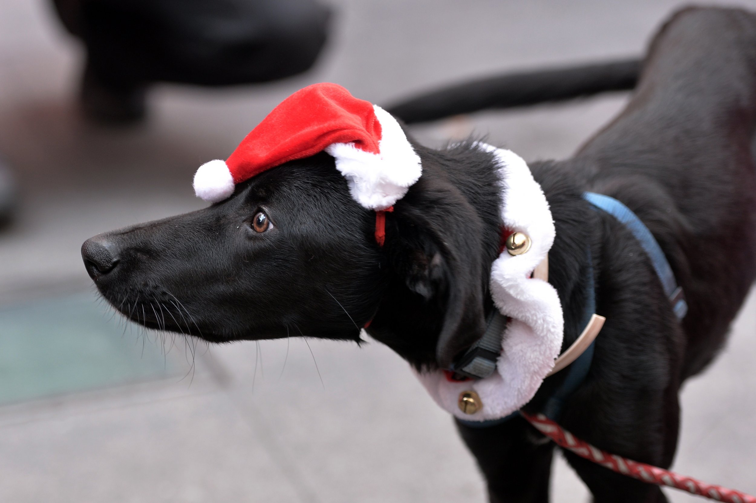 are pork bones bad for dogs