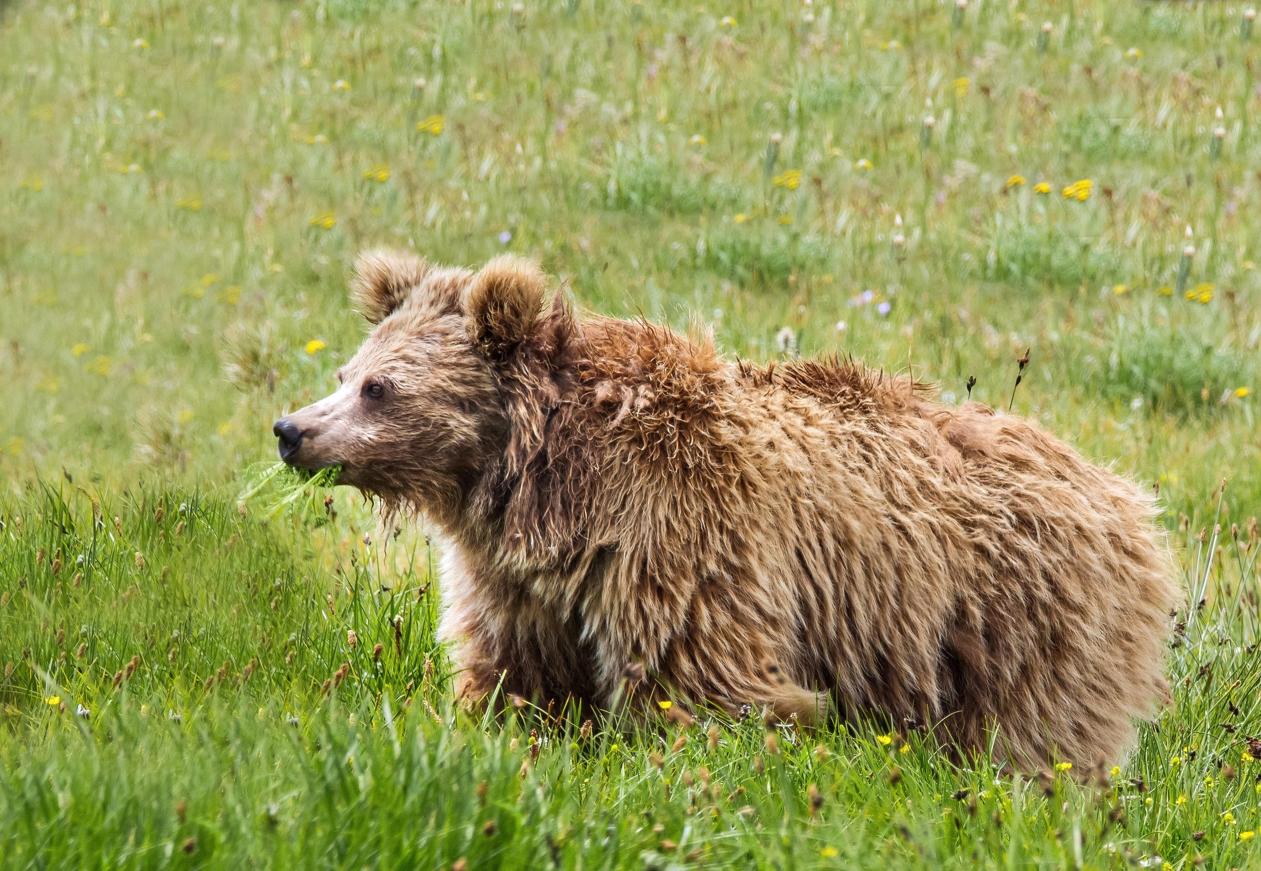 https://d.newsweek.com/en/full/724984/11-28-himalayan-brown-bear.jpg