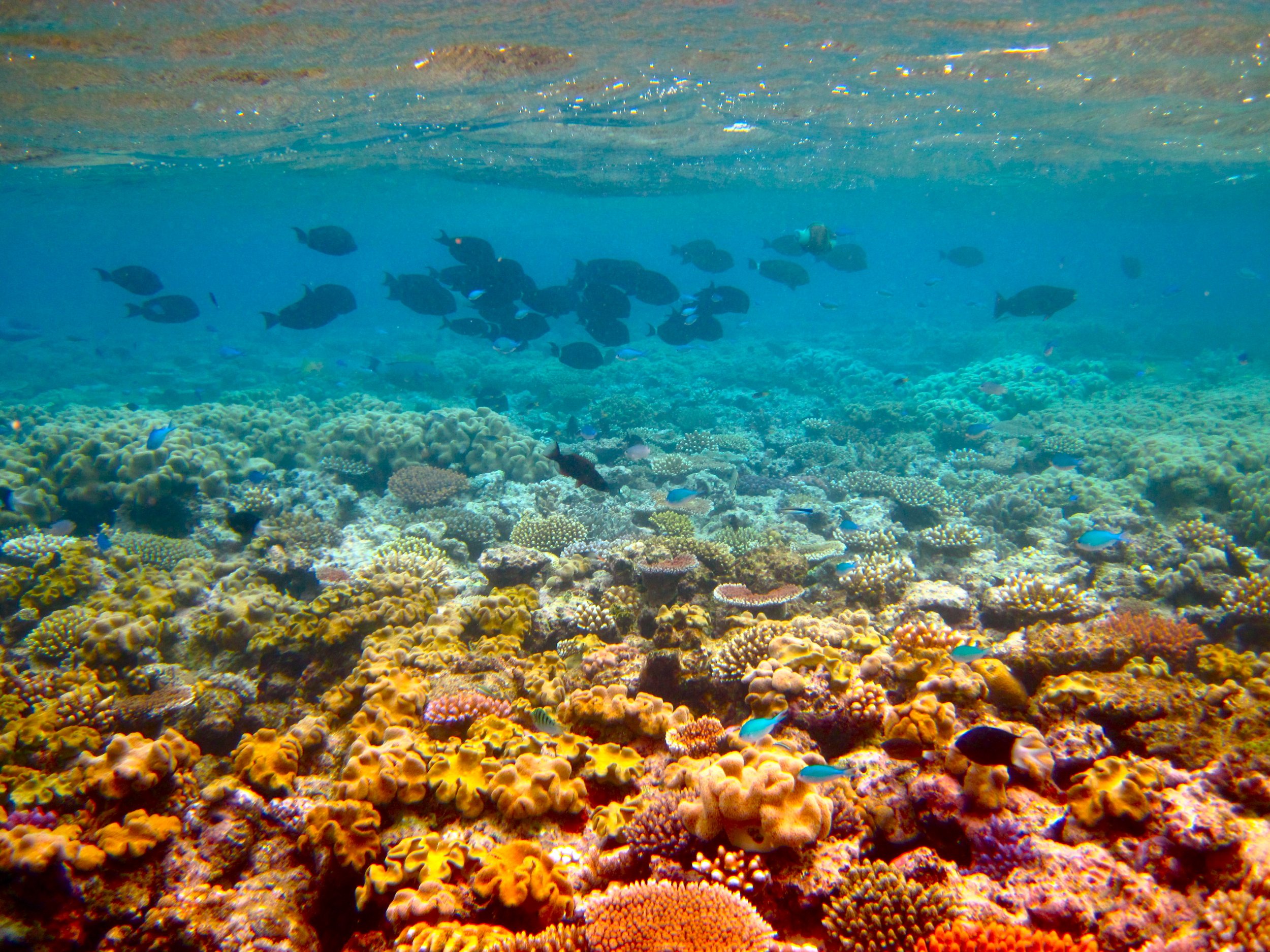 Great Barrier Reef Might Not Be Dying After All 112 Recovery Reefs   11 29 Great Barrier Reef 