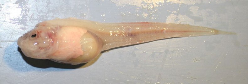 11_29_Deepest fish_02