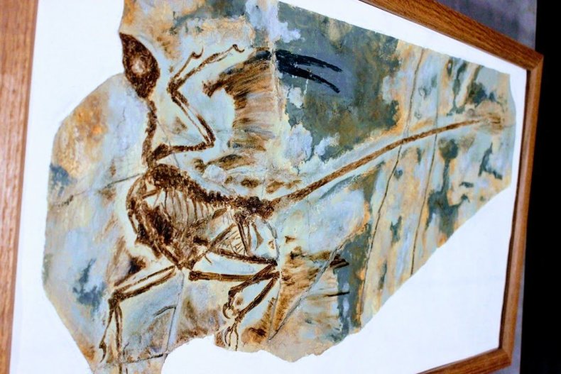 Microraptor