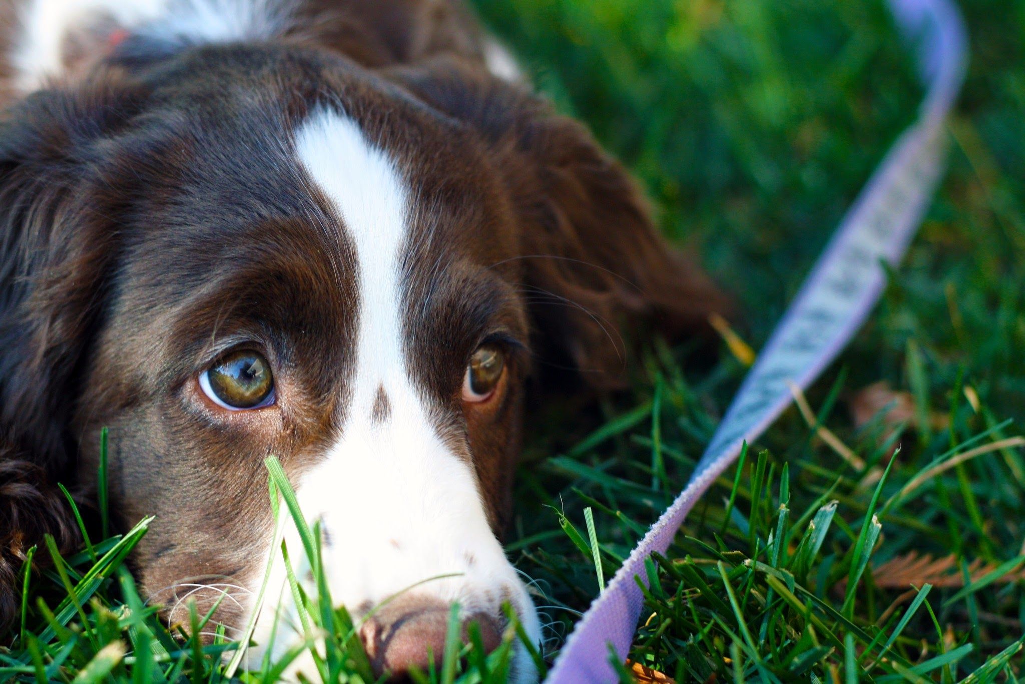 are cats brains smarter than dogs