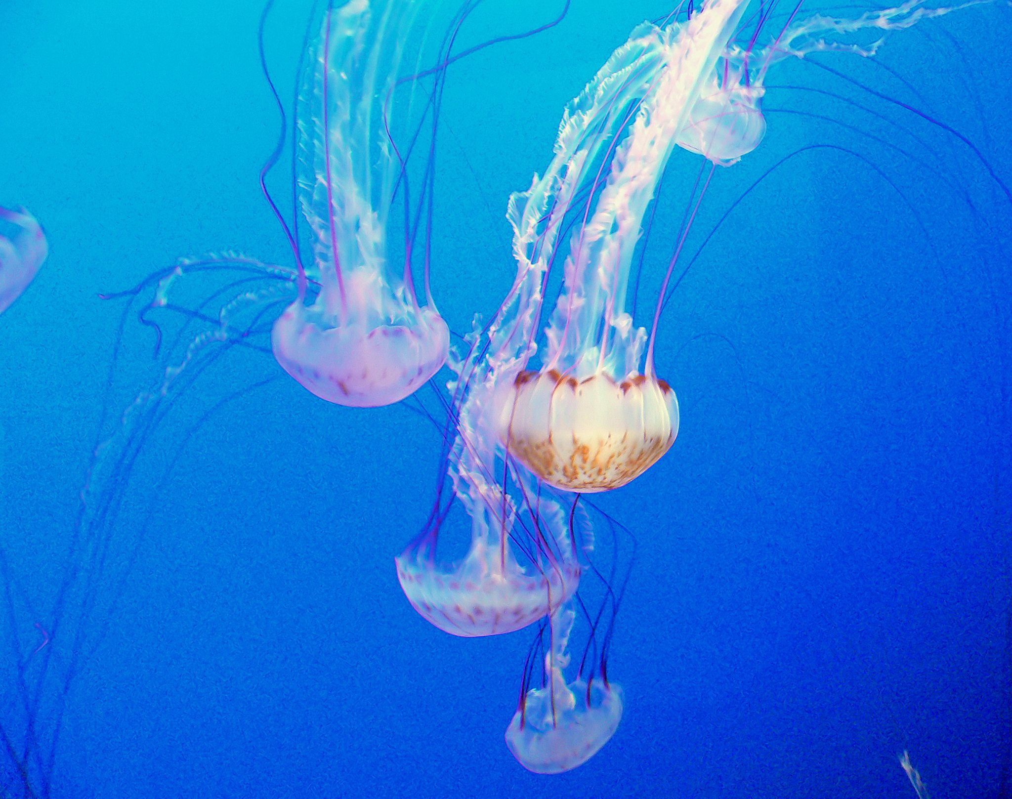 12_1_Striped Jellyfish