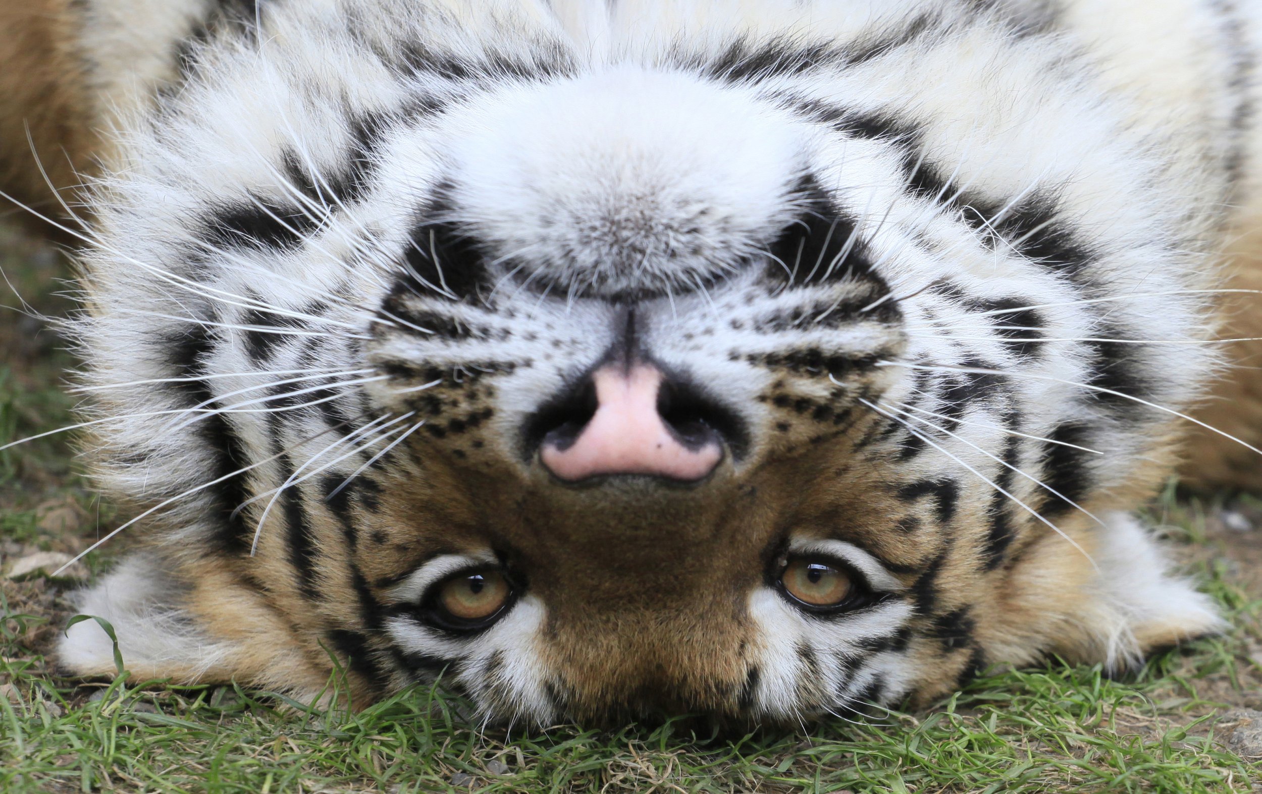 amur tiger