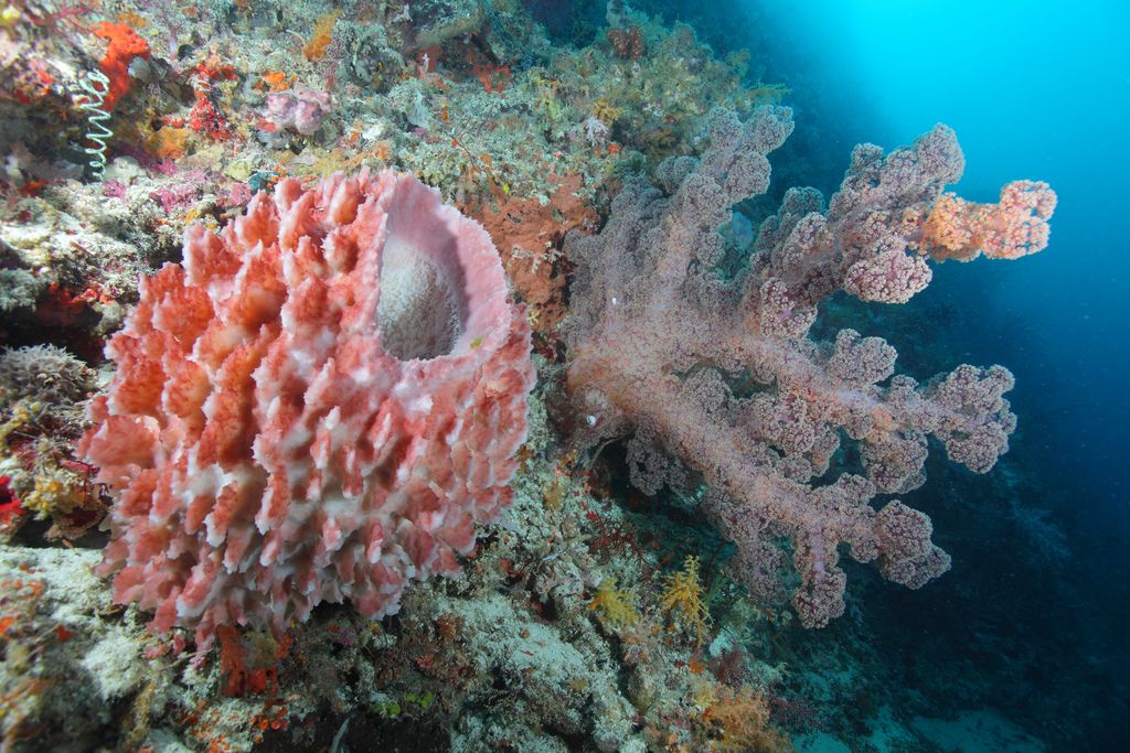 BarrelSponge_and_soft_coral