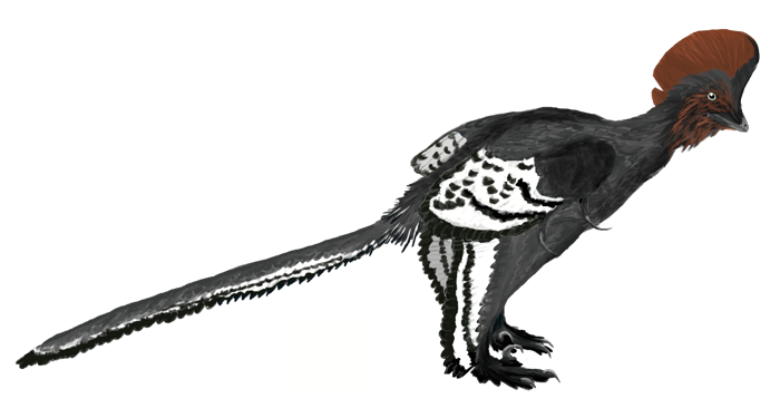 Anchiornis_martyniuk