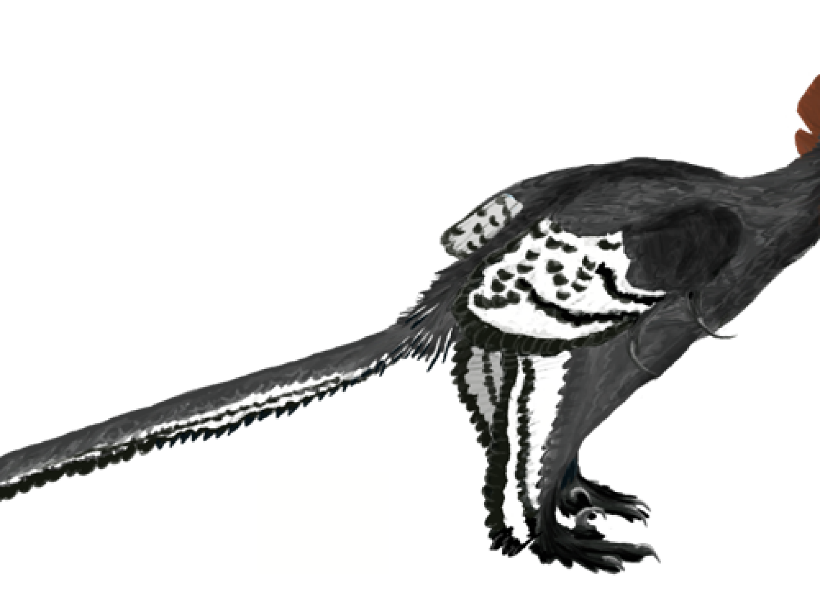 First Ever Bird Archaeopteryx