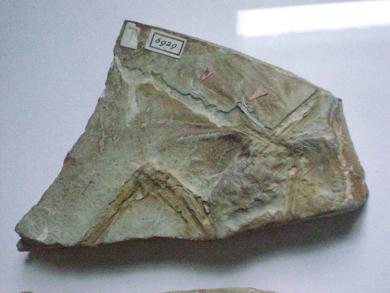 haarlem_dinosaur