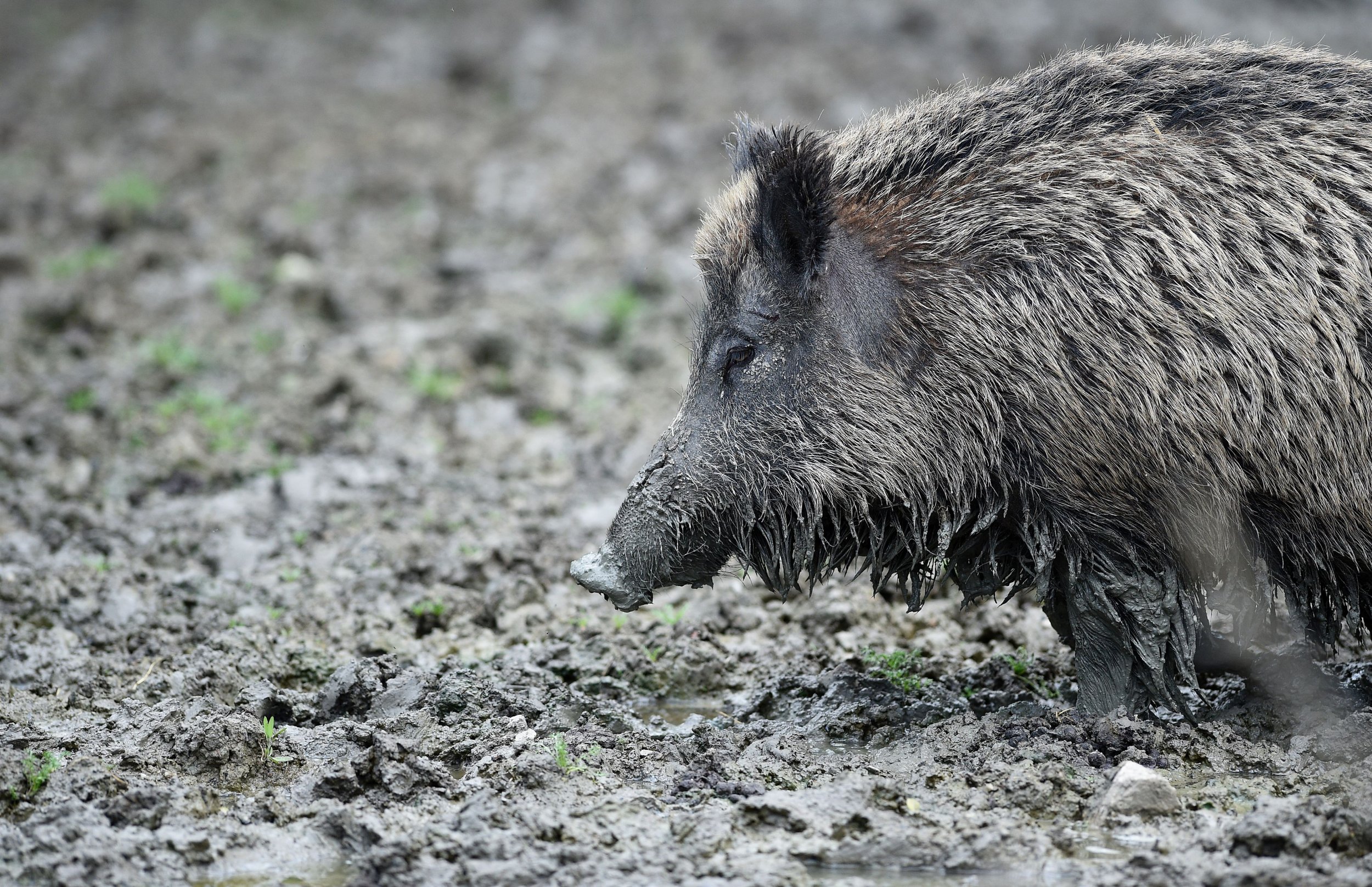 Video: Watch Wild Boars Charge Through School After Scaring Children in