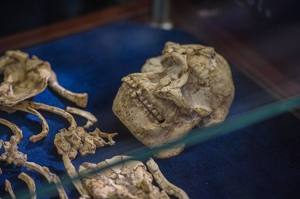 Unprecedented' fossil skull reveals face of human ancestor