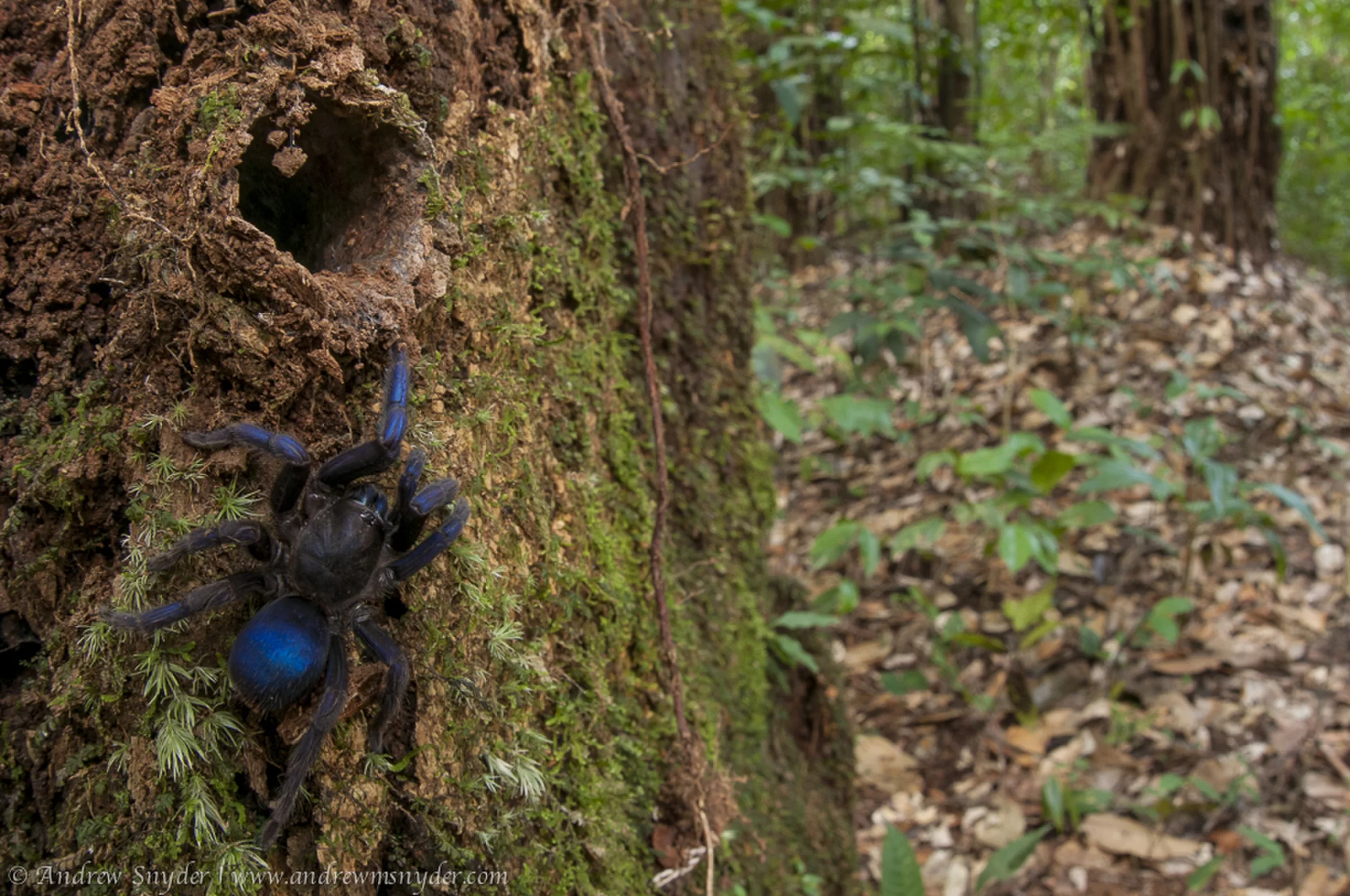 This amazing blue tarantula is a new spider species—but did researchers  break the law when they studied it?, Science