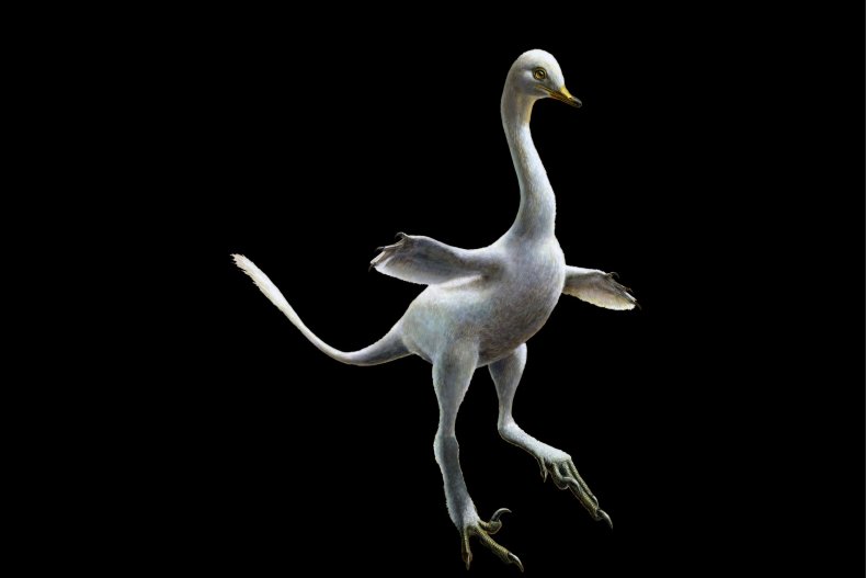 12_06_halszkaraptor
