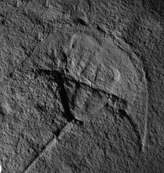 Vader_horsehoe_crab