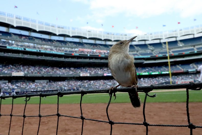 A bird sits among the first base photo well at Yankee Stadium while the New York Yankees take on the Toronto Blue Jays in the Bronx, New York City, September 29.