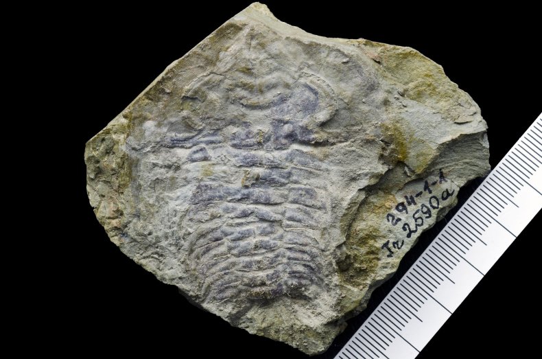 Schmidtiellus reetae Schmidtiellus reetae
