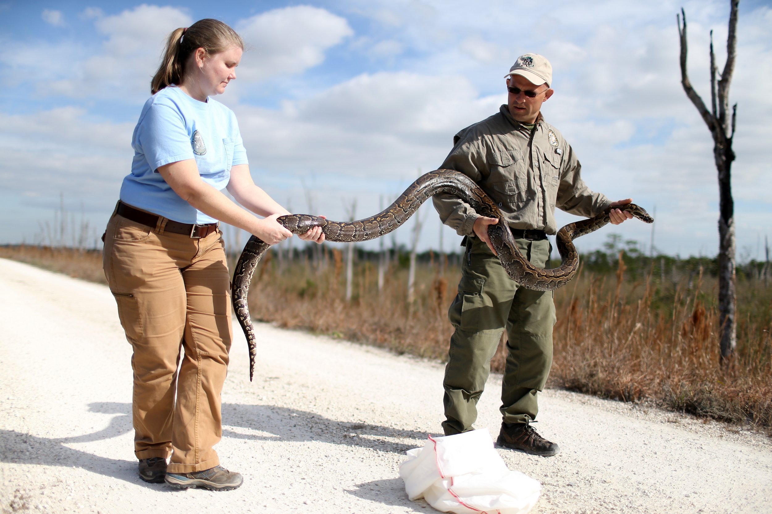 Massive 17-Foot Snake Caught in Florida Everglades Burmese Python Hunt ...