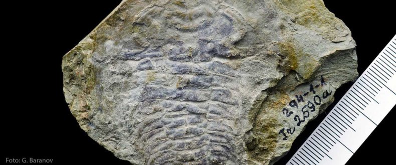 Slider_fossiltrilobit Slider_fossiltrilobit