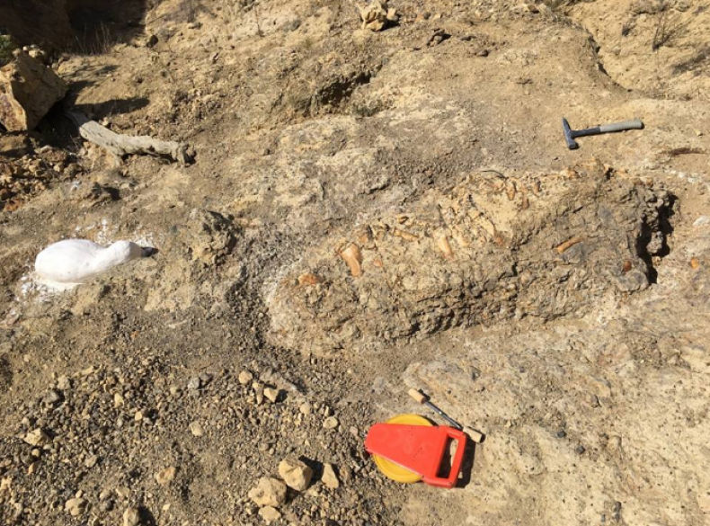 fossil2