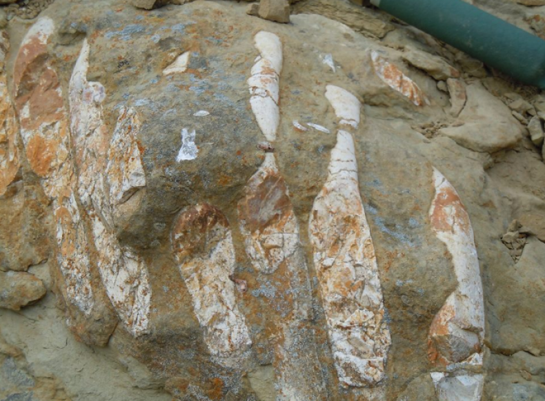 fossil3